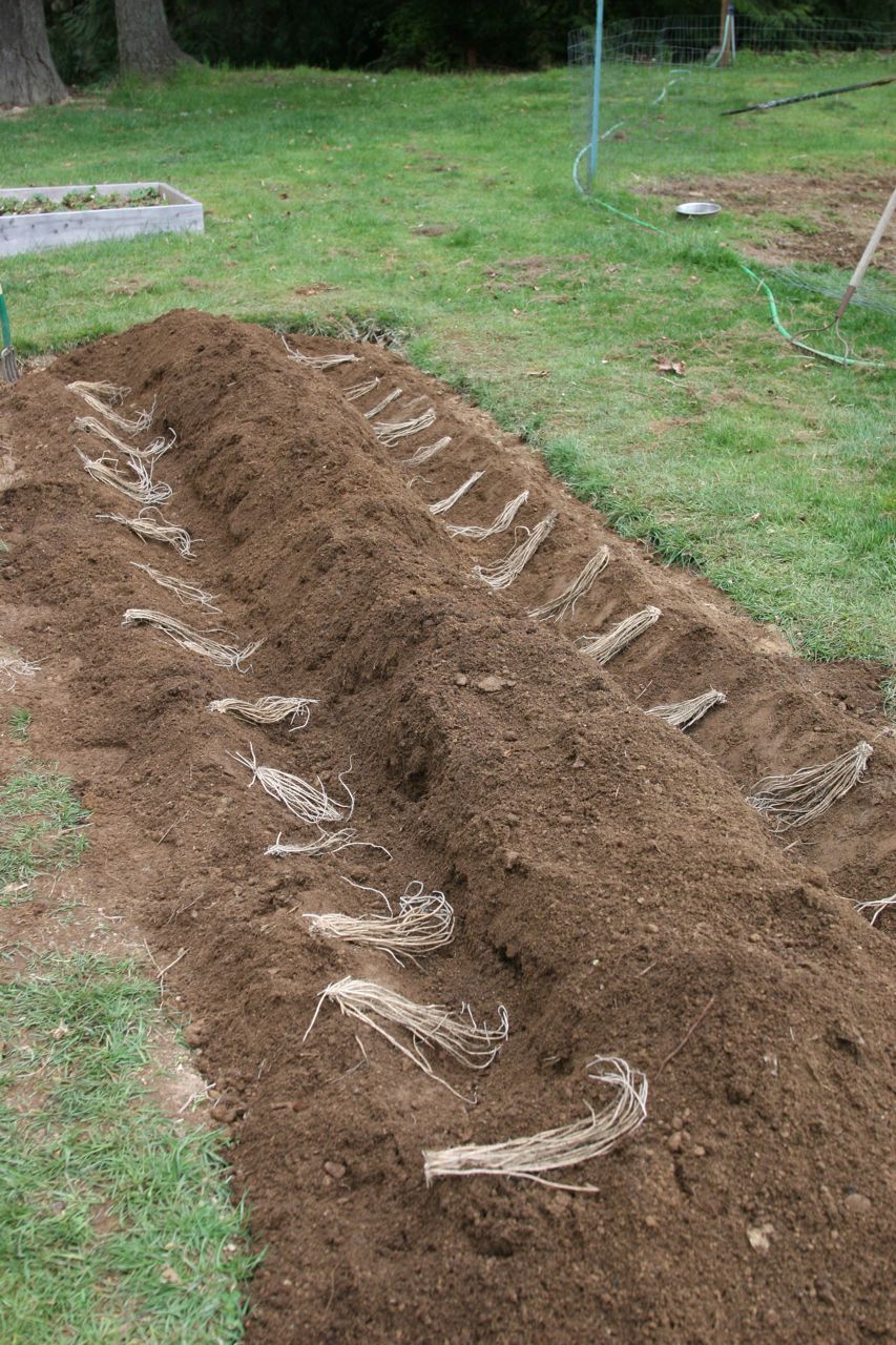 Suited To The Seasons Raspberry Patch Evolves Into The Asparagus Bed