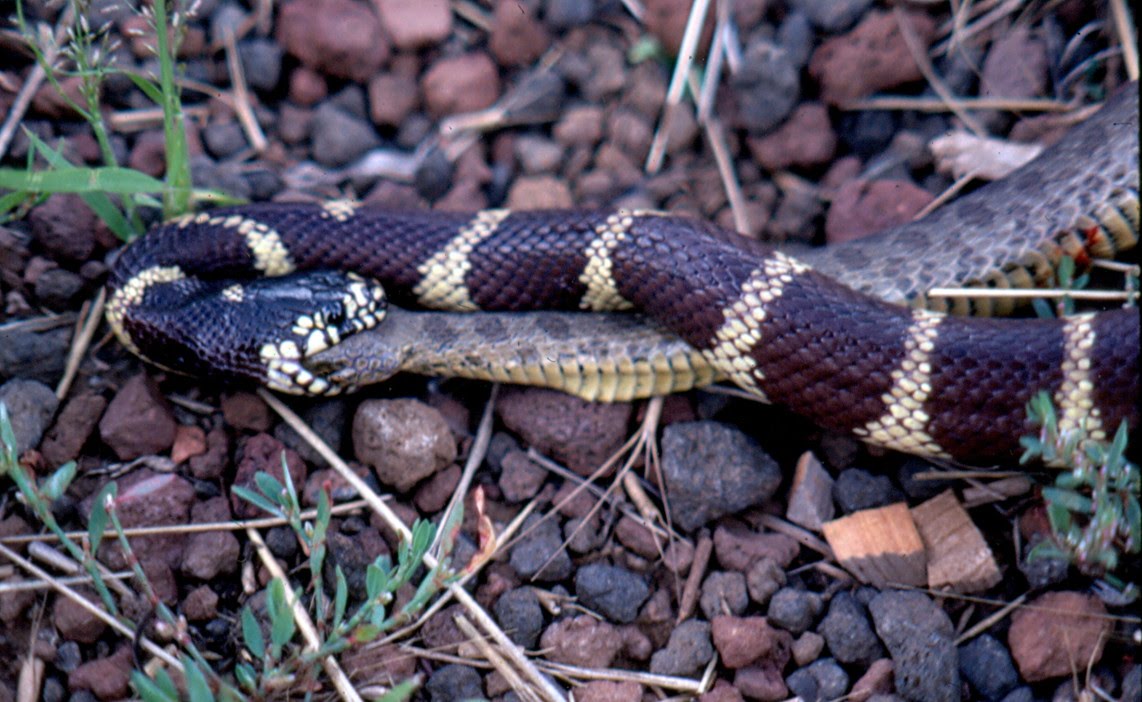 The Show and Tell Nature Blog An Appreciation of Snakes