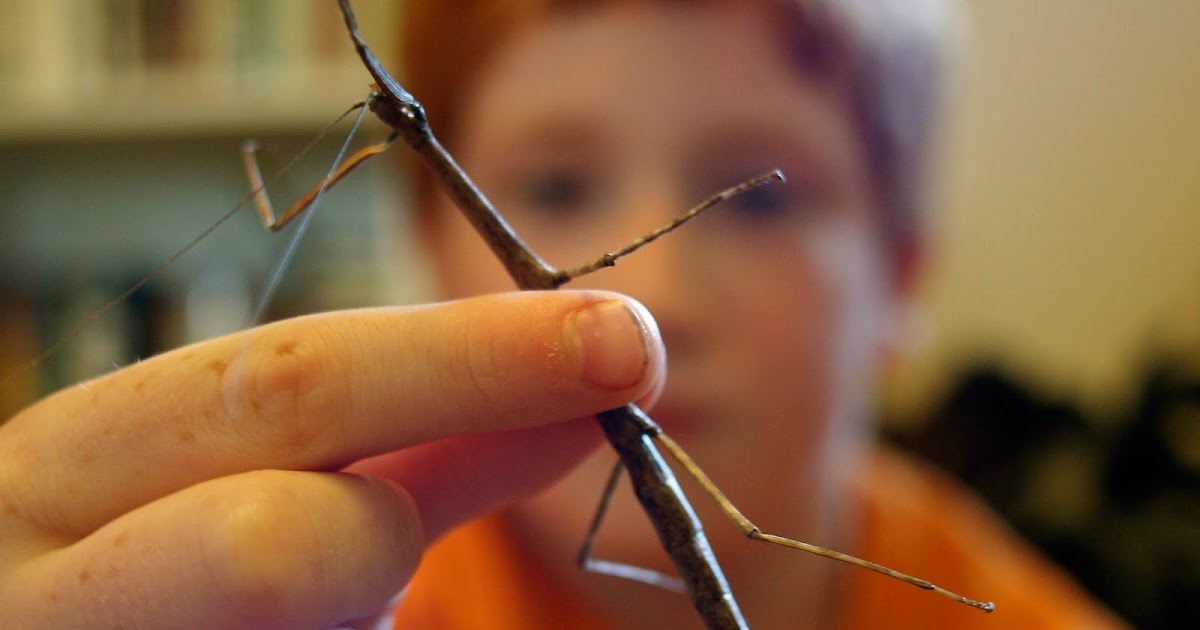 The Stick Bug shoutingforha