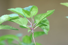 Apple Seeds