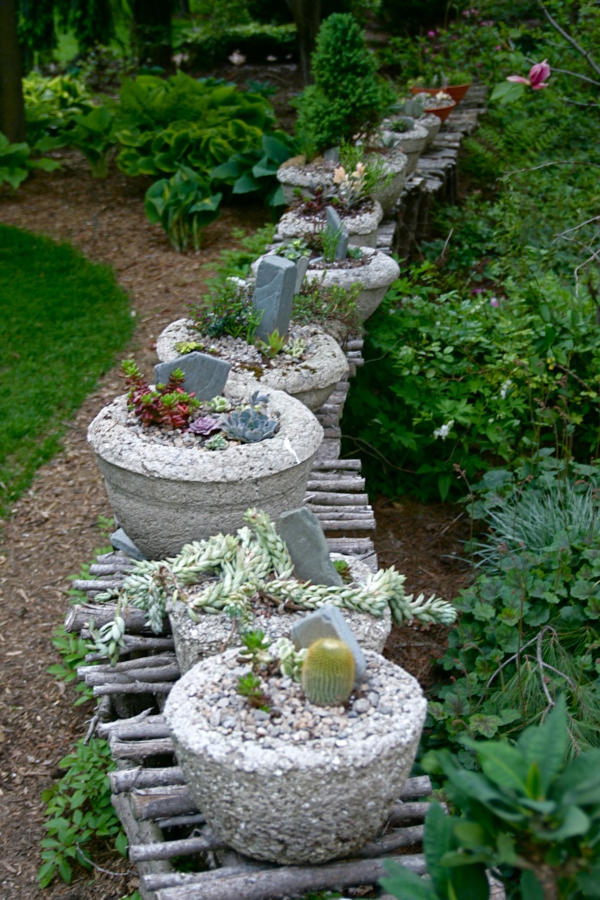 original arborvitae hedge