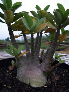 ADENIUM: Special Offer : Arabicum Black Giant / Black Knight