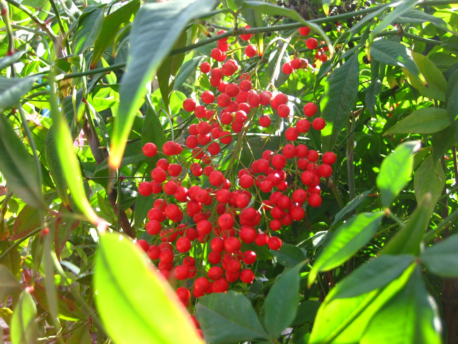 Damn Good Plants Berrying Viburnums