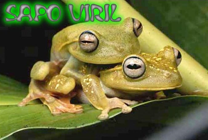 SAPO VIRIL