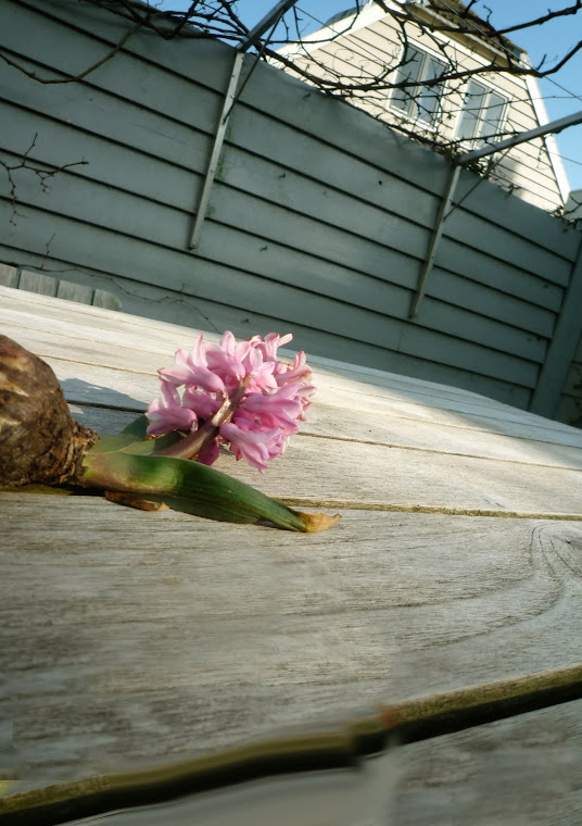 Authentieke dijktuin, winter - druif en Hyacinth