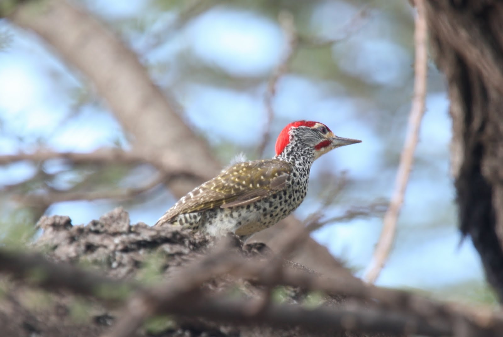 [Nubian+Woodpecker.JPG]