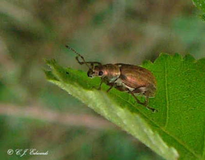 Shiny+spider+beetle