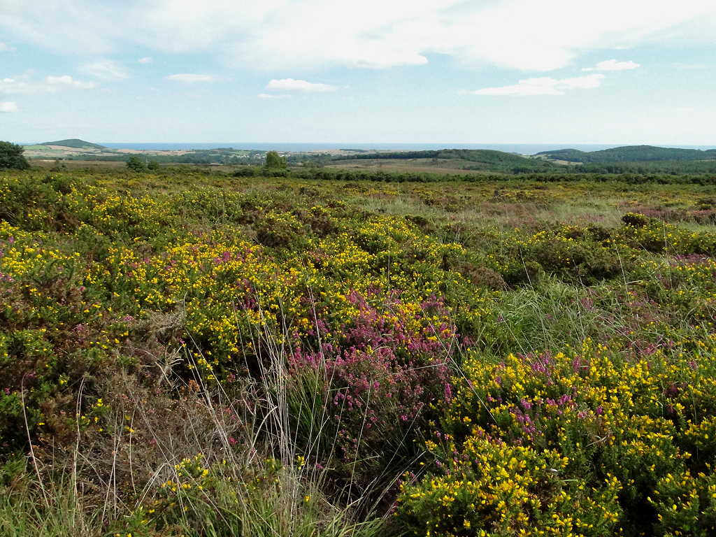 CJE in Exeter Woodbury Common