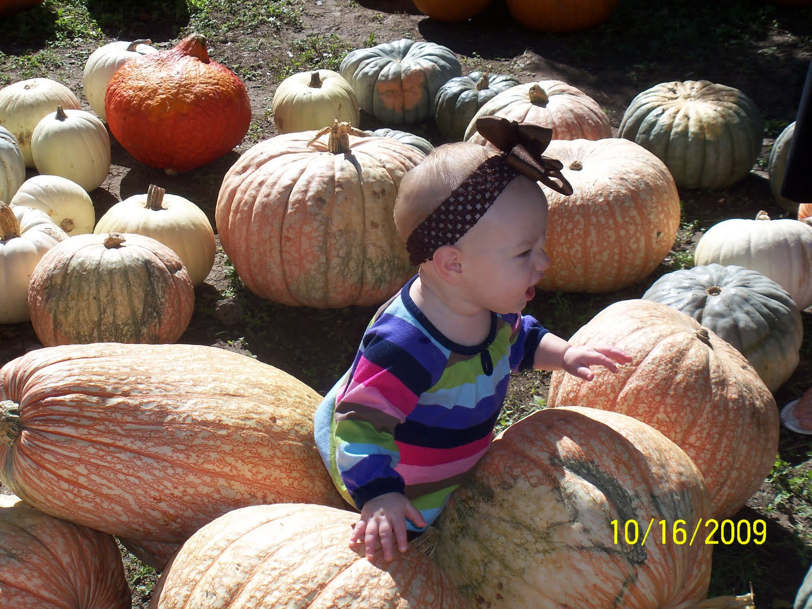[Pumpkin+Patch+09+036.JPG]