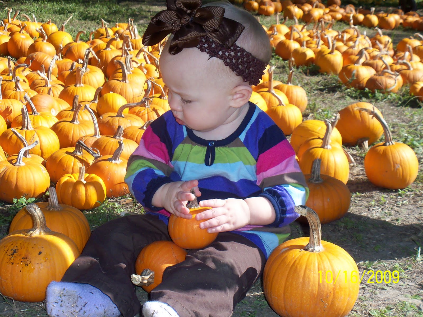 [Pumpkin+Patch+09+044.JPG]