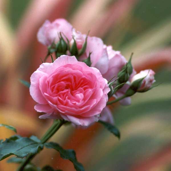 [unknown-pink-rose.jpg]