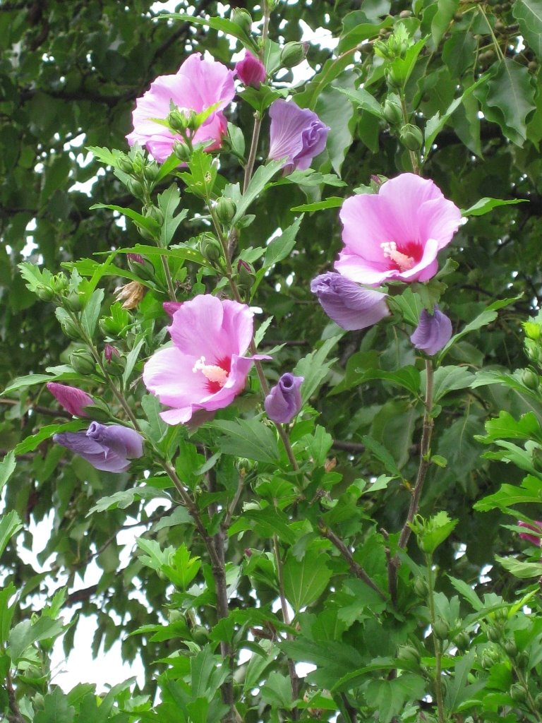 [hibiscus.jpg]