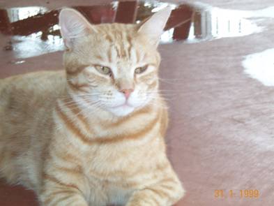 [cat.bmp]