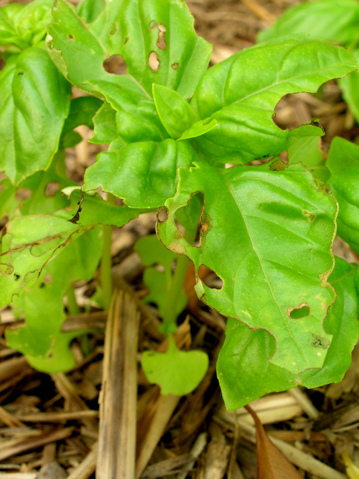 [basil.jpg]