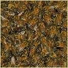 Honey Bees