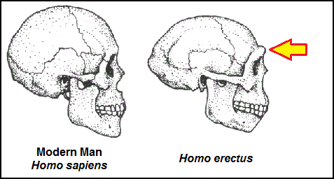 skull_comparison.gif