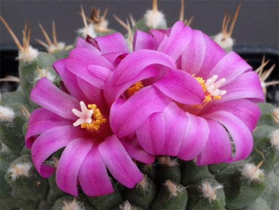 ادعــــ بالتوفيق ـــولي الامتحانات علي الابواب The+most+beautiful+cactus+flowers+%284%29