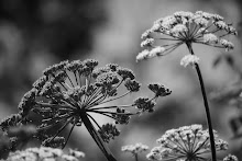 Some flowers in our garden