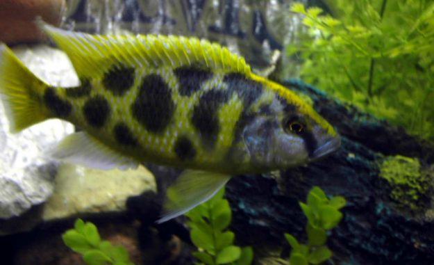 TamanSari Aquarium: Venustus Chiclid