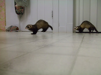 On The Run!  Bandit and Allie