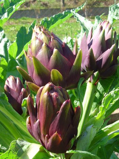 [2005-07-04_alcachofra02.jpg]