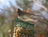 Dark-eyed Junco