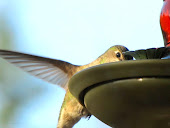 Anna's Hummingbird