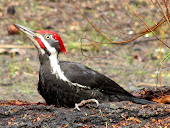 Pileated Woodpecker