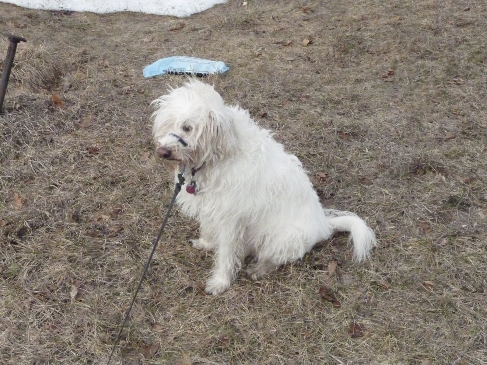 [The+Dog+At+Rest.JPG]