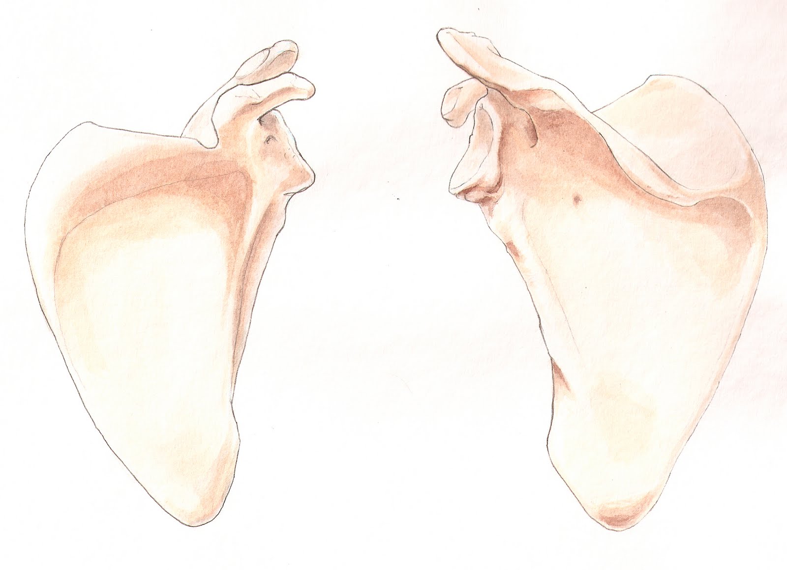 [Scapula+Front+and+back.jpg]