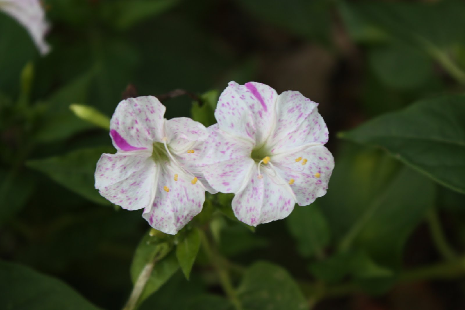 What Time Is It? It's Four O'Clock