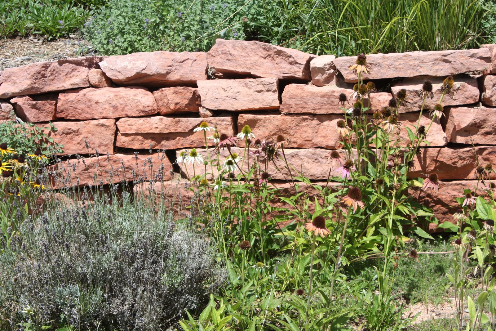 Garden Phlox, Phlox paniculata