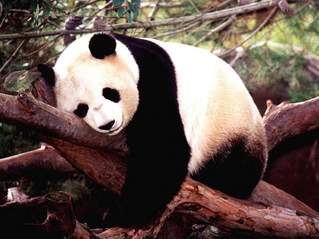 http://1.bp.blogspot.com/_a0KThghLECQ/TLz4FYDfzvI/AAAAAAAAACE/8qjYVC5-lxw/s1600/oso-panda+(1).jpg