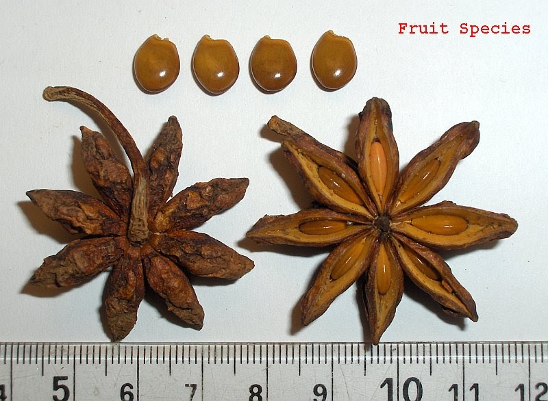 Fruit Species STAR ANISE