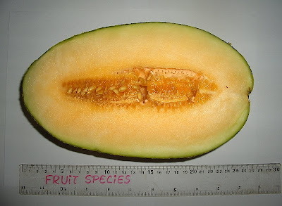 hami+melon+cut.jpg
