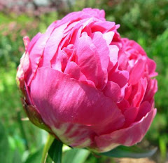 PEONY