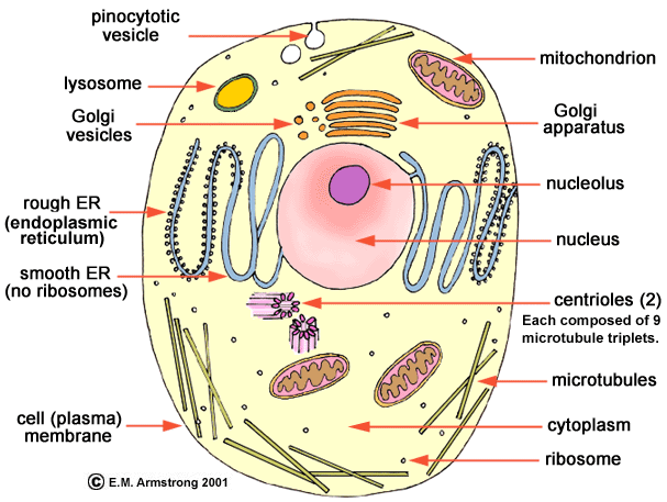 animal cell structure