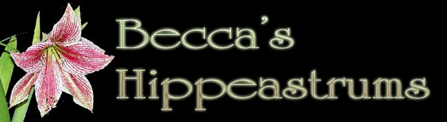 Becca's Hippeastrums