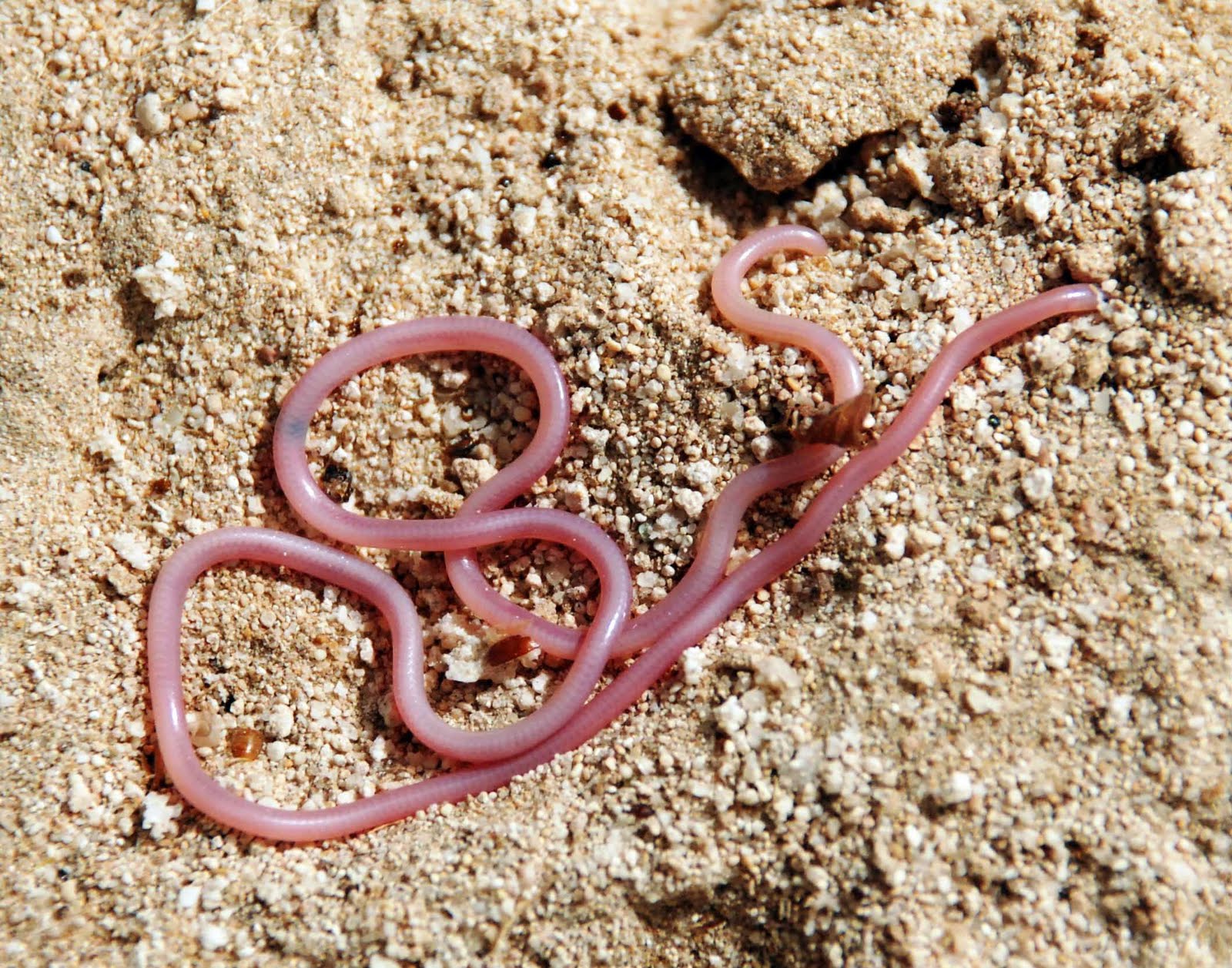 [1)+Thread+snake.jpg]