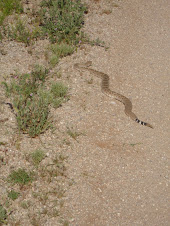 Ronald the Rattlesnake