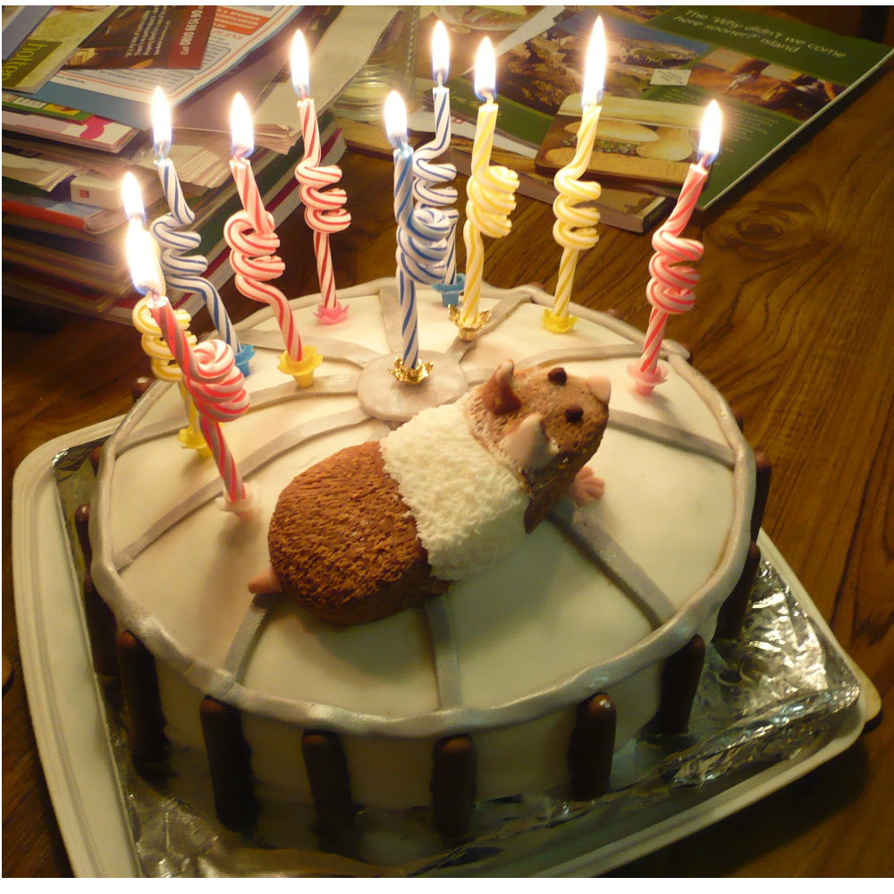 [Hamster+cake+lit+2.jpg]