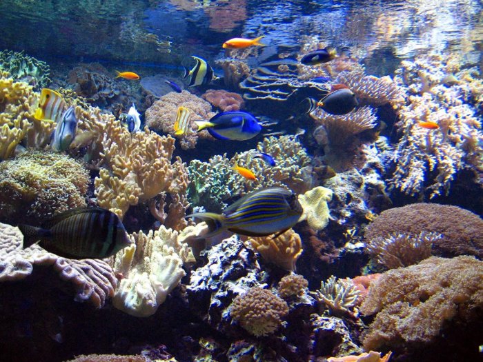 [acuario-portugal.jpg]