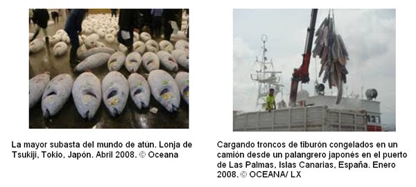 [oceana-CITES.jpg]