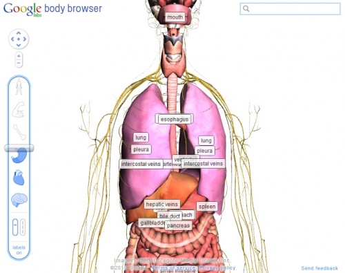 Partes do corpo anatomia