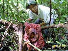 RAFFLESIA