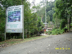 HUTAN LIPUR LATA JARUM HULU DONG RAUB PAHANG