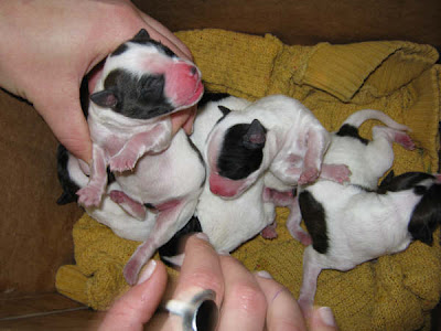 Cuidados de cachorros recien nacidos Bbimusa2