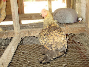 gold laced cochin