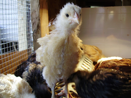 buff orpington 24 days old