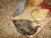 Chicks eating